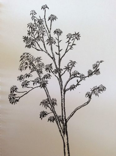 Jean, Pear tree in blossom.